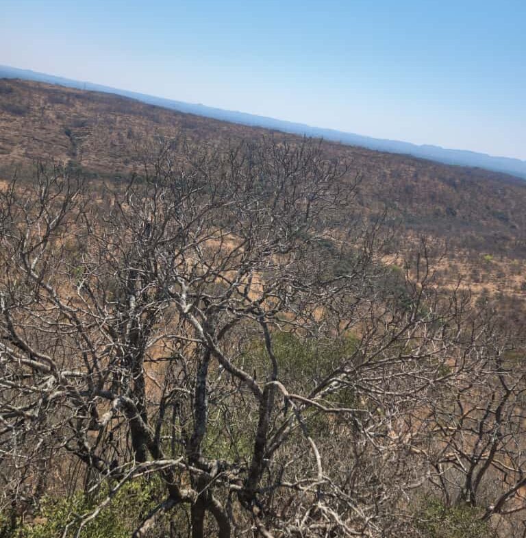 Expansive Land For sale in Esigodini