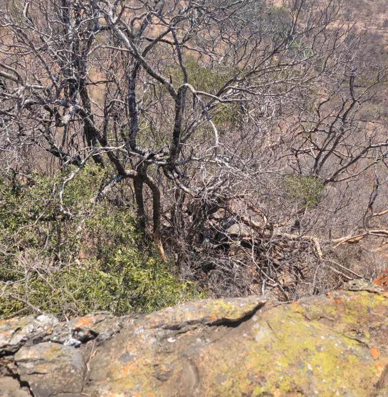 Expansive Land For sale in Esigodini