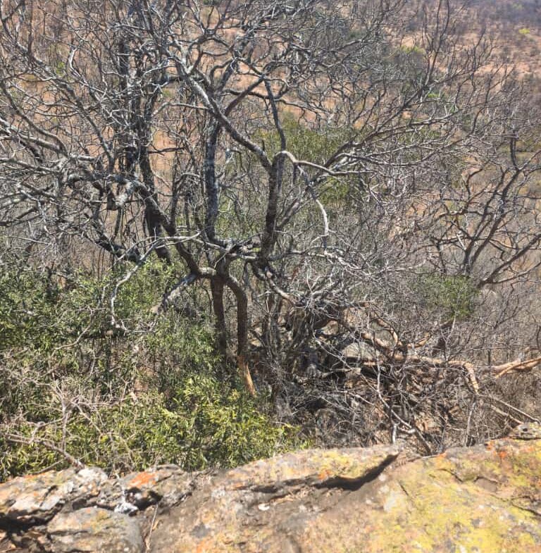 Expansive Land For sale in Esigodini