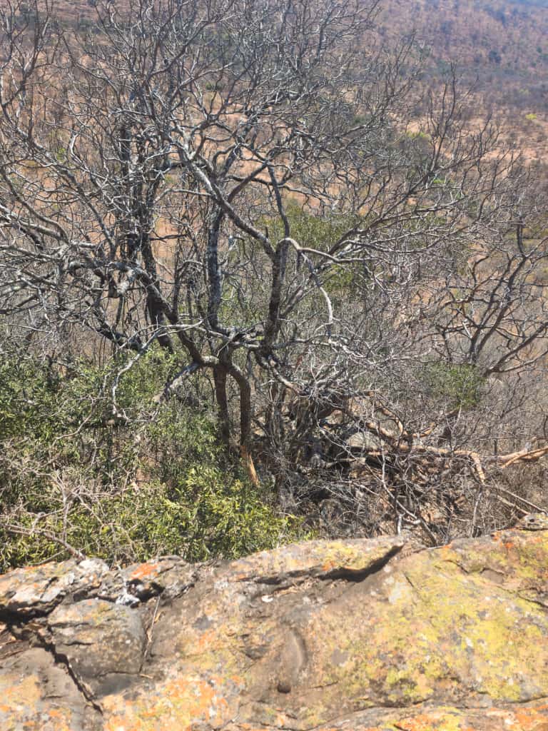 WhatsApp Image 2025-10-23 at 16.11.03_69547195 Expansive Land For sale in Esigodini