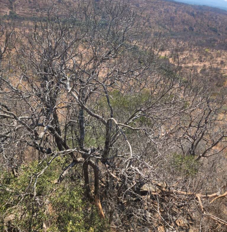 Expansive Land For sale in Esigodini